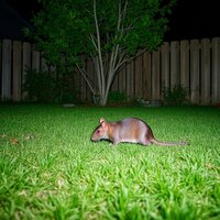 A backyard rat