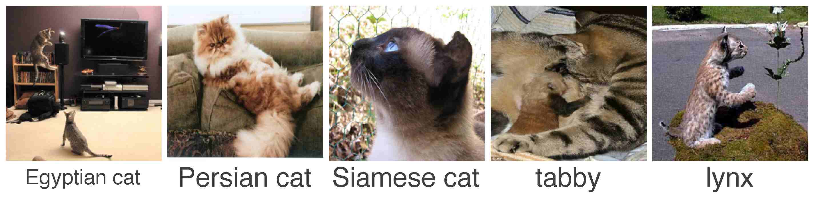 I LOVE MY SIAMESE CAT Metal License Plate Frame Tag Border Two Holes