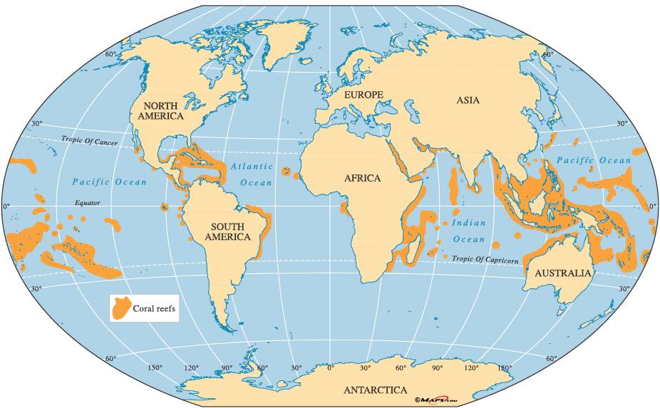 Sparse Coral Classification Using Deep Convolutional Neural Networks ...
