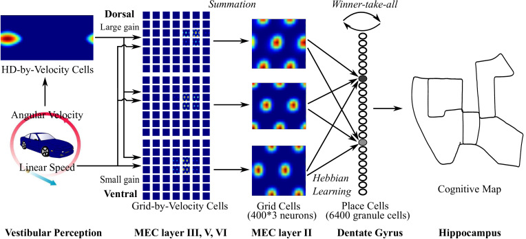 The Hippocampus As A Cognitive Map Learning Sparse Spatial Codes For Cognitive Mapping Inspired By Entorhinal- Hippocampal Neurocircuit | Deepai