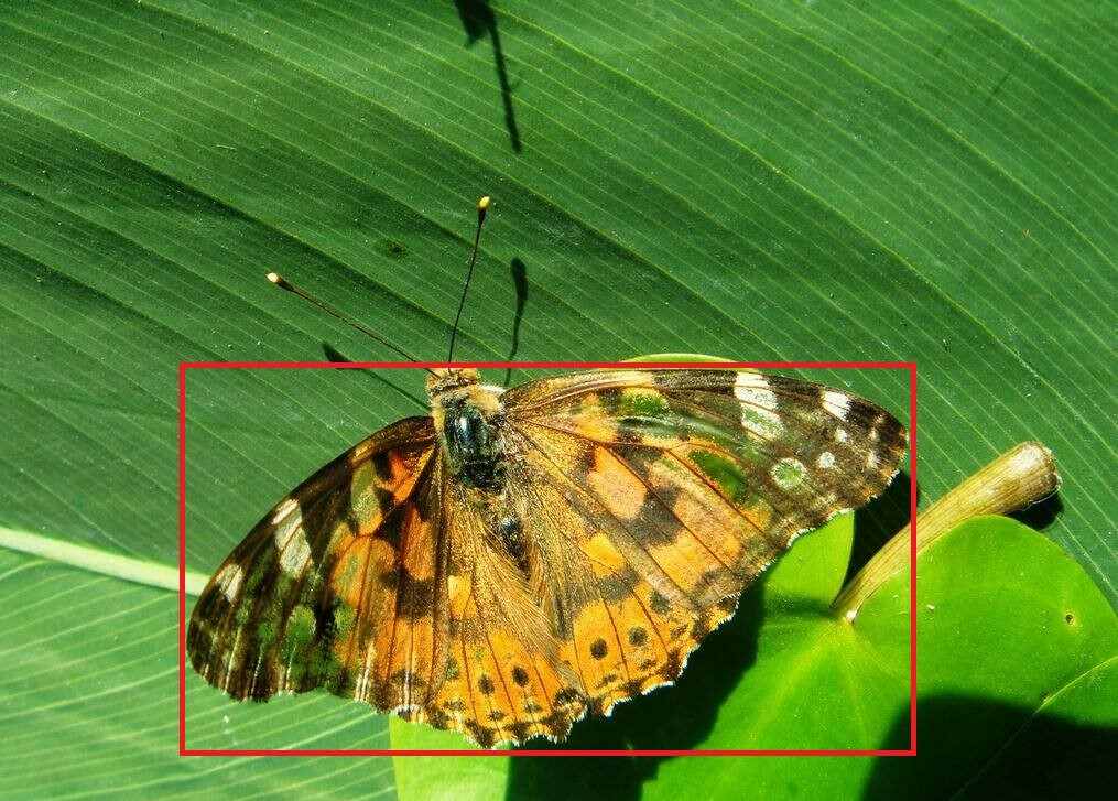 Butterfly detection and classification based on integrated YOLO ...