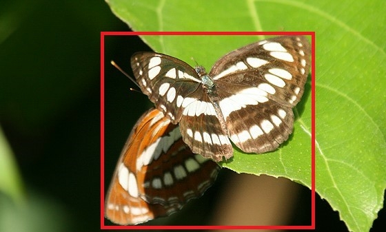 Butterfly detection and classification based on integrated YOLO ...