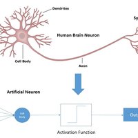 Synapse Definition | DeepAI