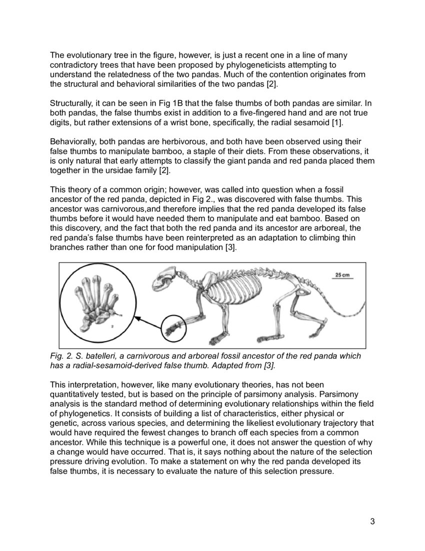 Mechanical Evidence for the Origin of the Red Panda's
